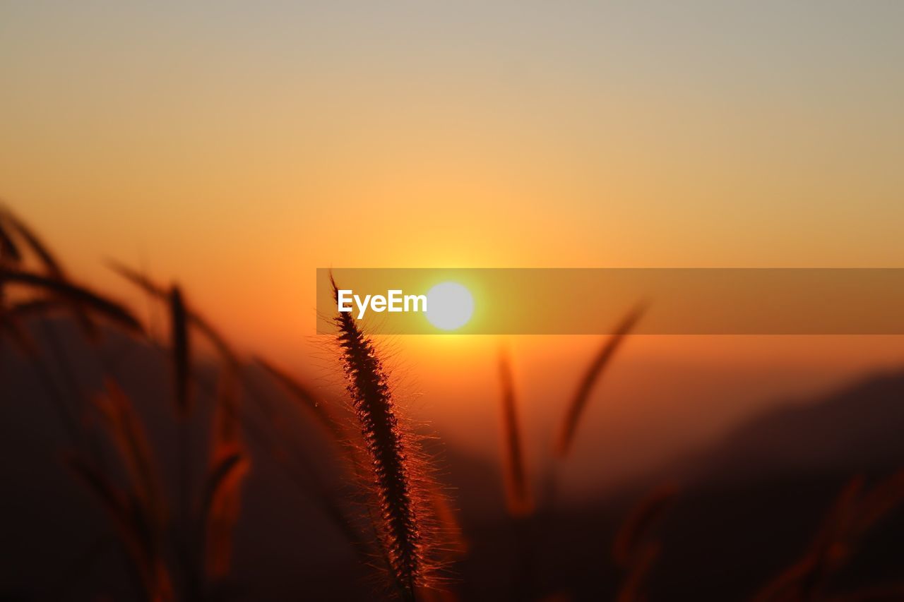 Close-up of silhouette plants against orange sky