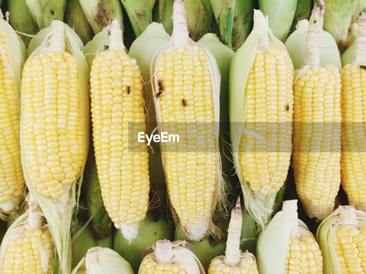 Full frame of corn at market stall