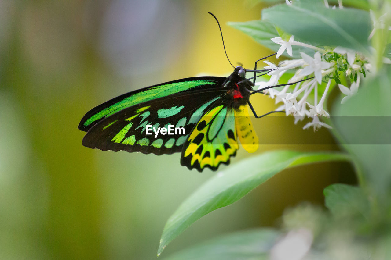 insect, animal themes, animal wildlife, animal, beauty in nature, animal wing, butterfly, wildlife, flower, one animal, moths and butterflies, plant, nature, flowering plant, animal body part, close-up, macro photography, fragility, freshness, green, yellow, macro, monarch butterfly, no people, feeding, focus on foreground, perching, plant part, summer, full length, eating, magnification, resting, outdoors, leaf, side view, environment, selective focus, light, bright, animal behavior, food, light effect, awe, tranquility, conformity, relaxation