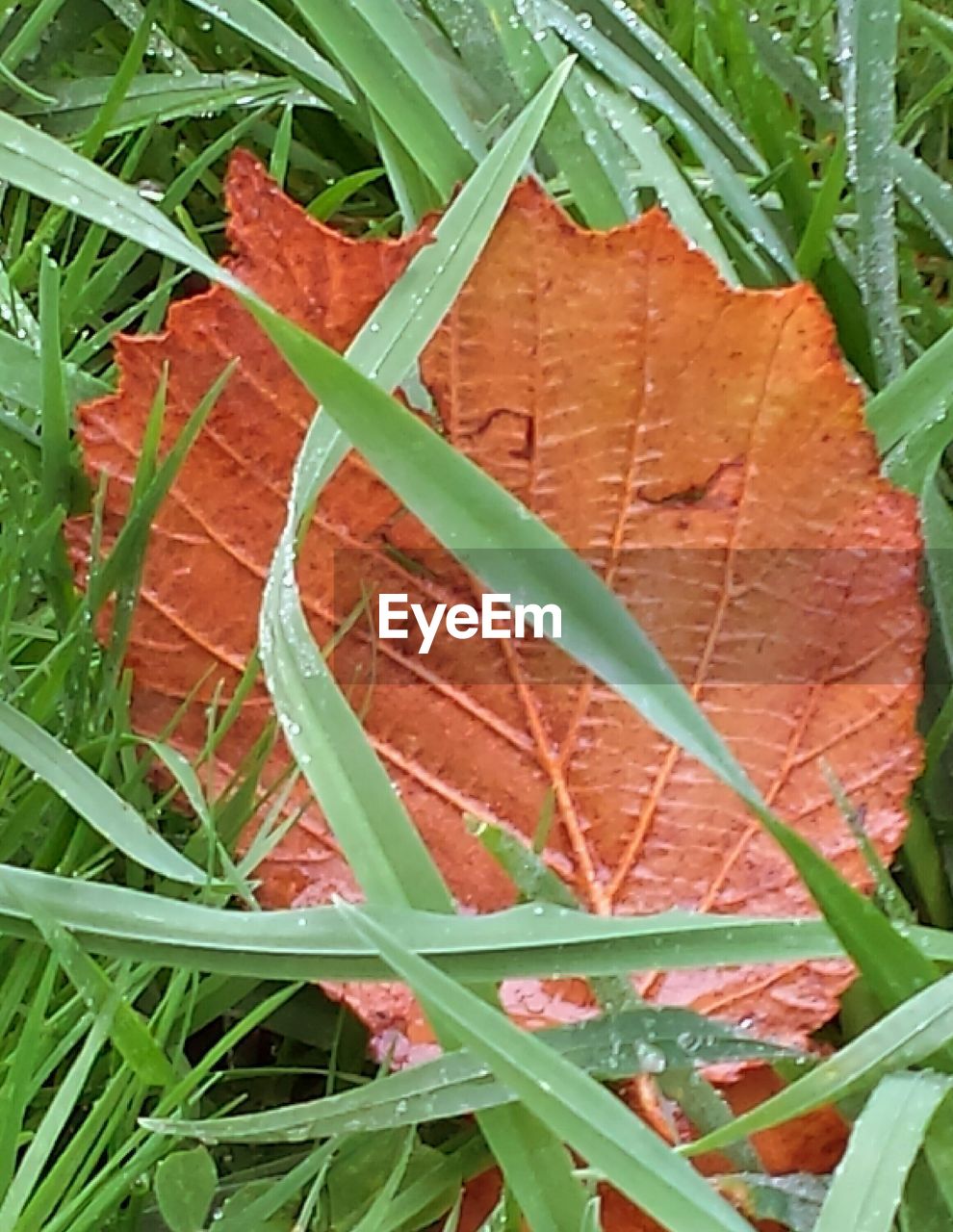 CLOSE-UP OF LEAVES ON PLANT