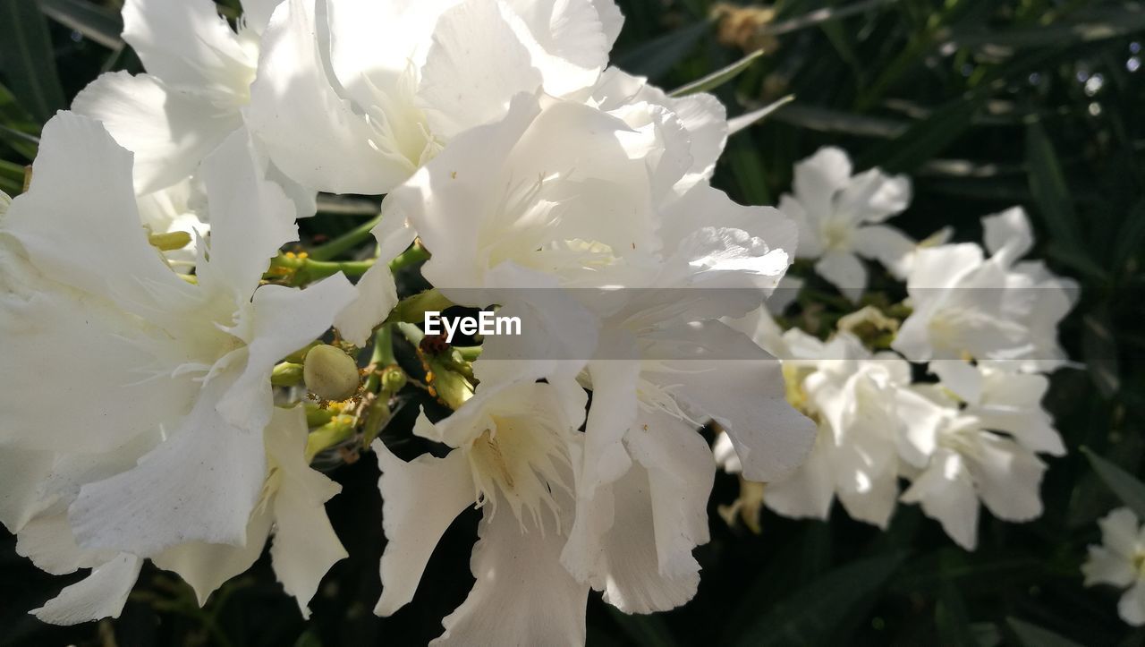 CLOSE-UP OF WHITE FLOWER