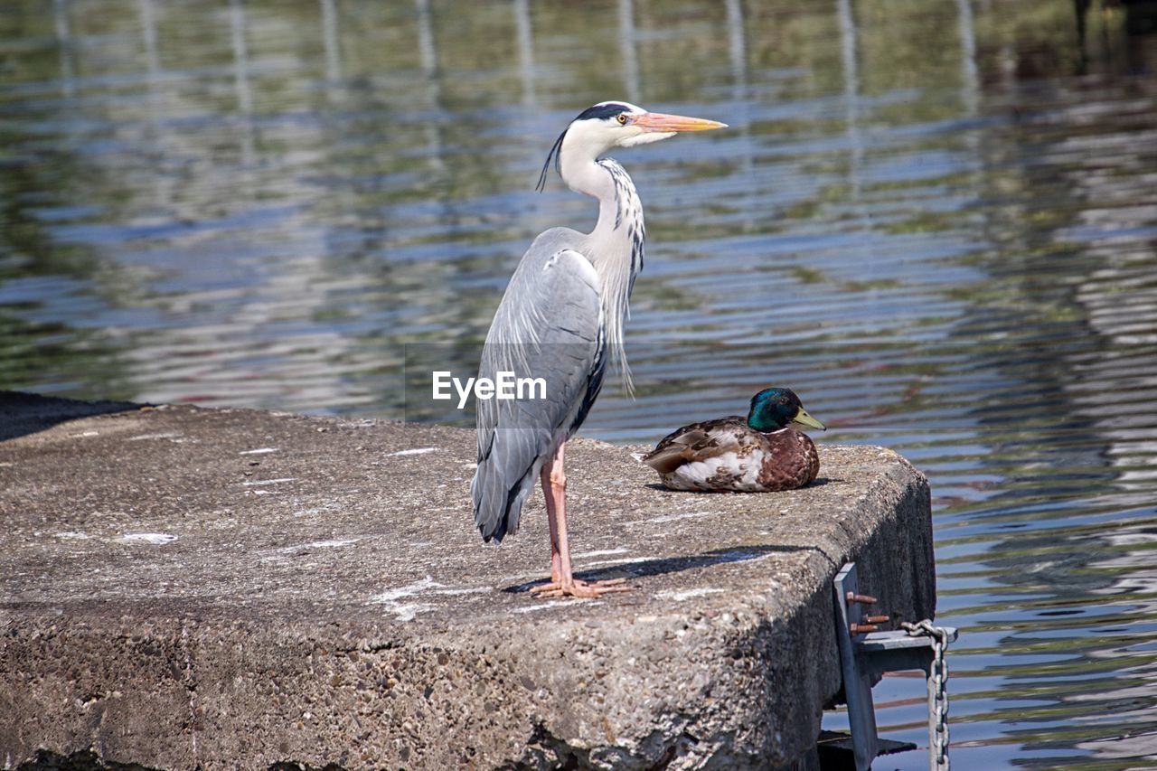 DUCK PERCHING ON A LAKE