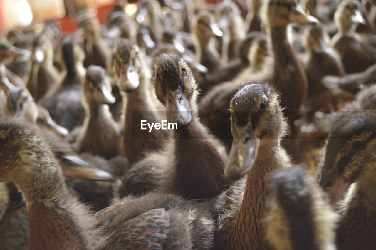 Close-up of ducklings 