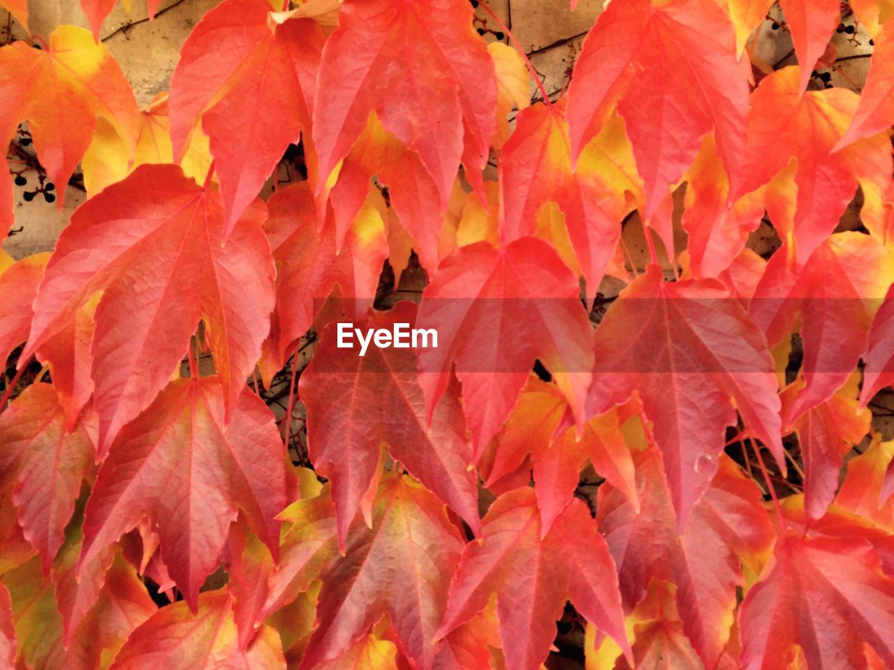 Full frame shot of autumn leaves against wall