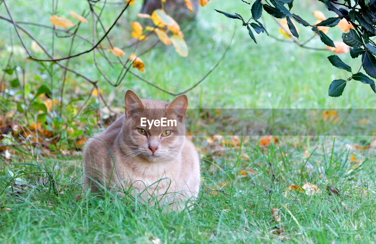 PORTRAIT OF GINGER CAT ON GRASS