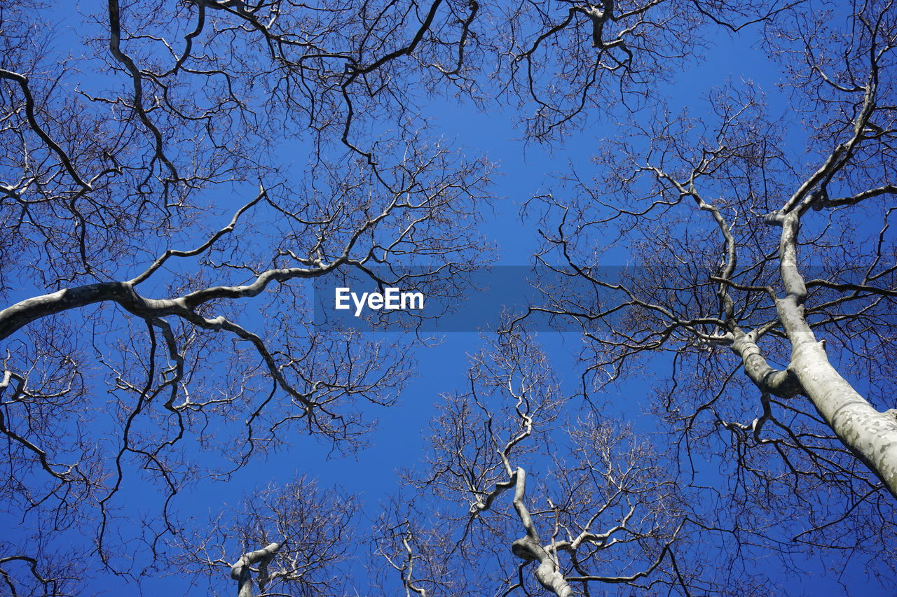 LOW ANGLE VIEW OF FLOWERING PLANTS AGAINST CLEAR BLUE SKY