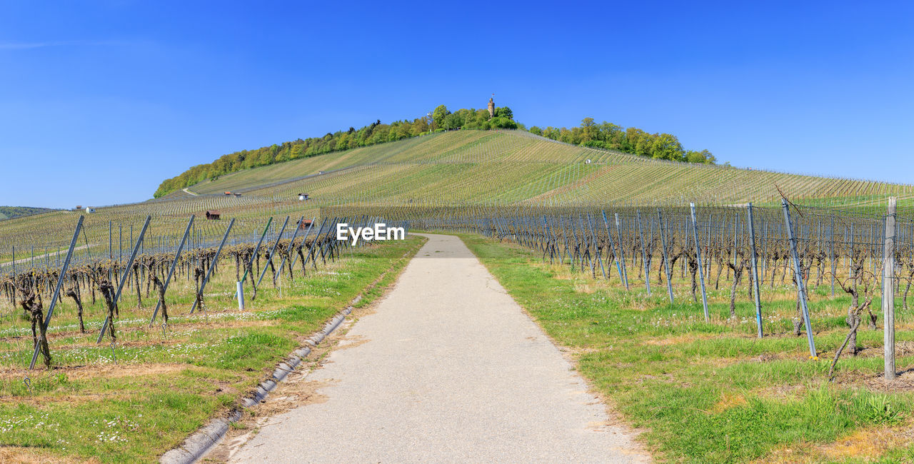 Road in vineyard against clear blue sky