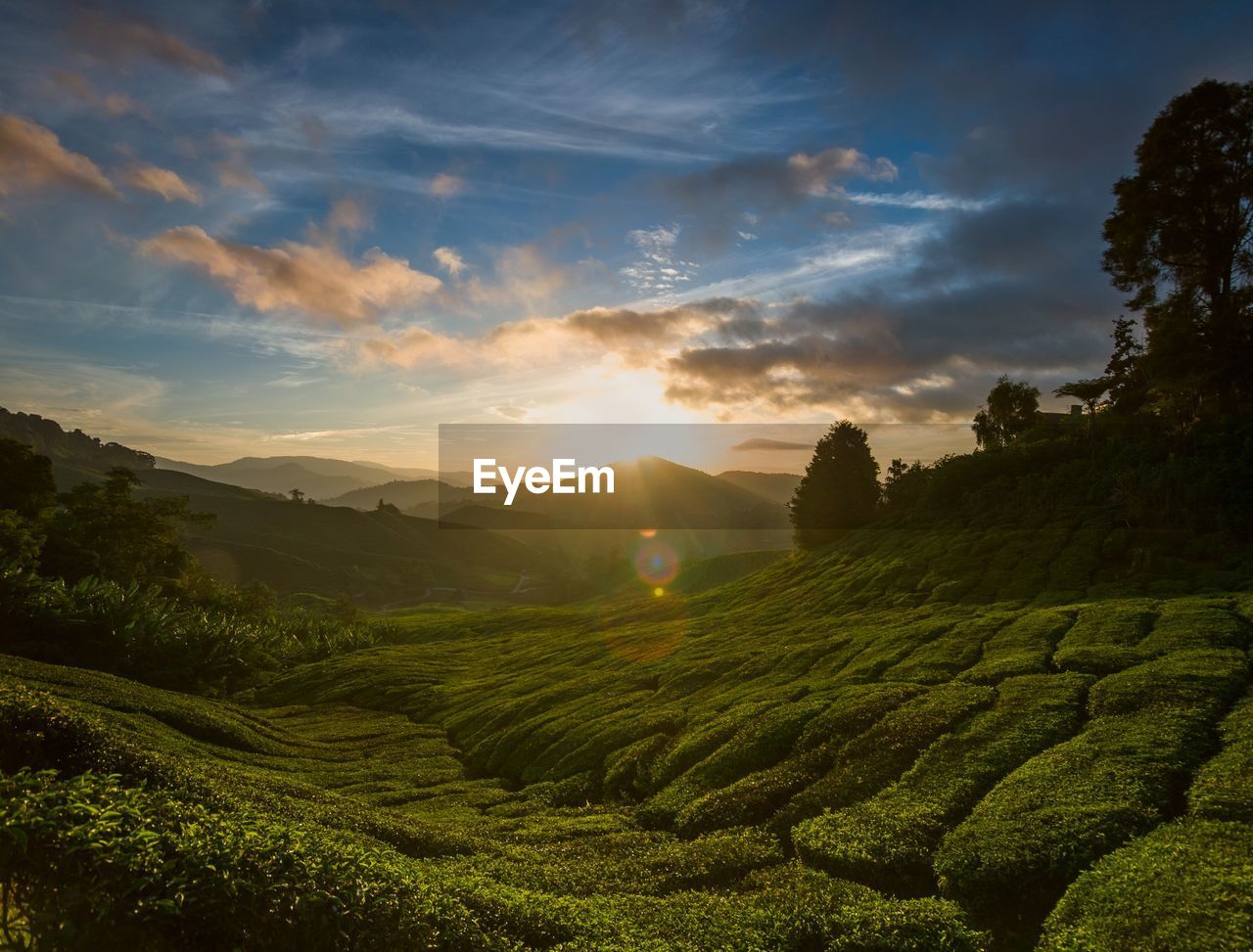 SCENIC VIEW OF AGRICULTURAL LANDSCAPE AGAINST SKY