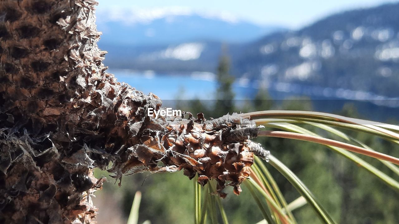 Close-up of  plant