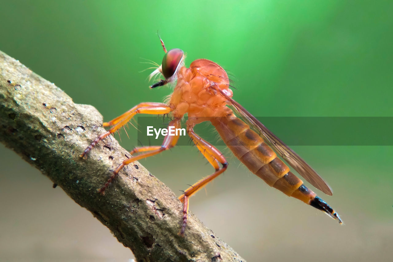 Close-up of insect on leaf