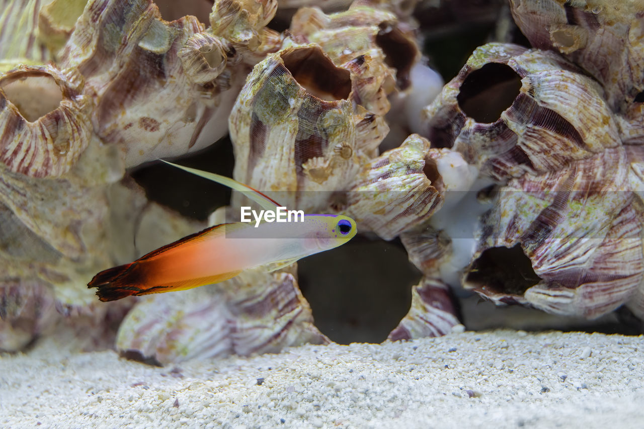 Firefish close up in an aquarium with a shallow depth of field