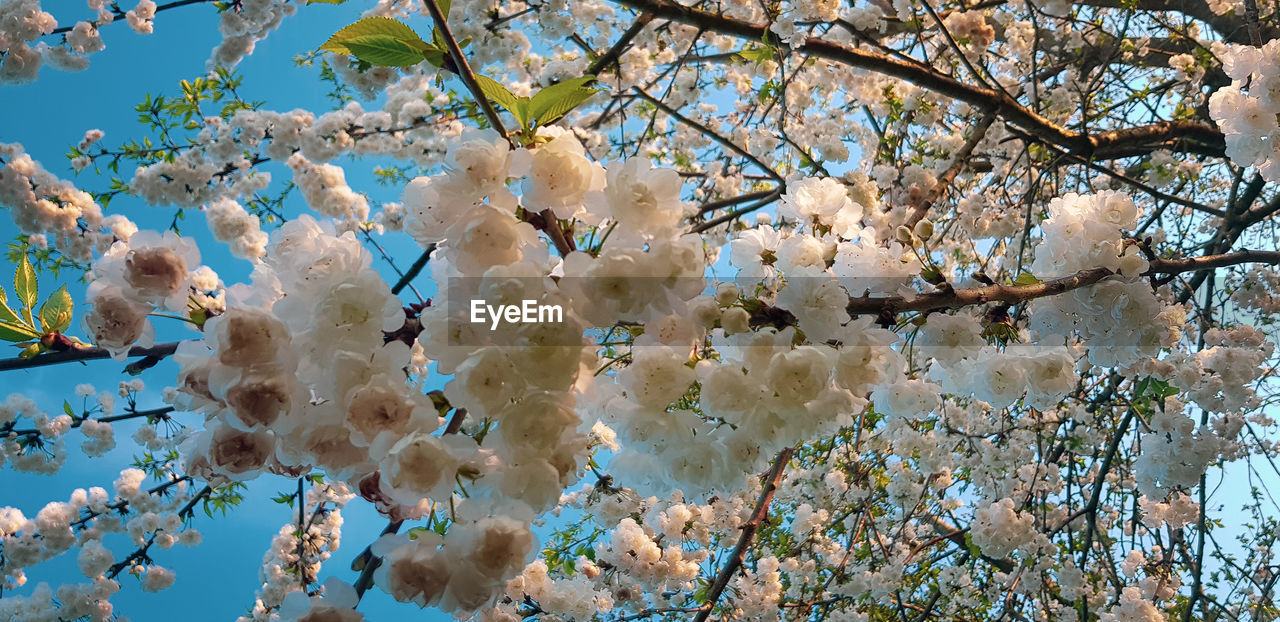 Low angle view of white blossom flowering tree