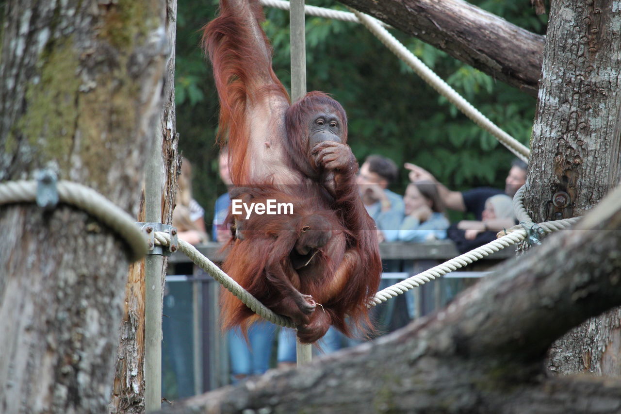 Orang - utan hanging on tree in zoo