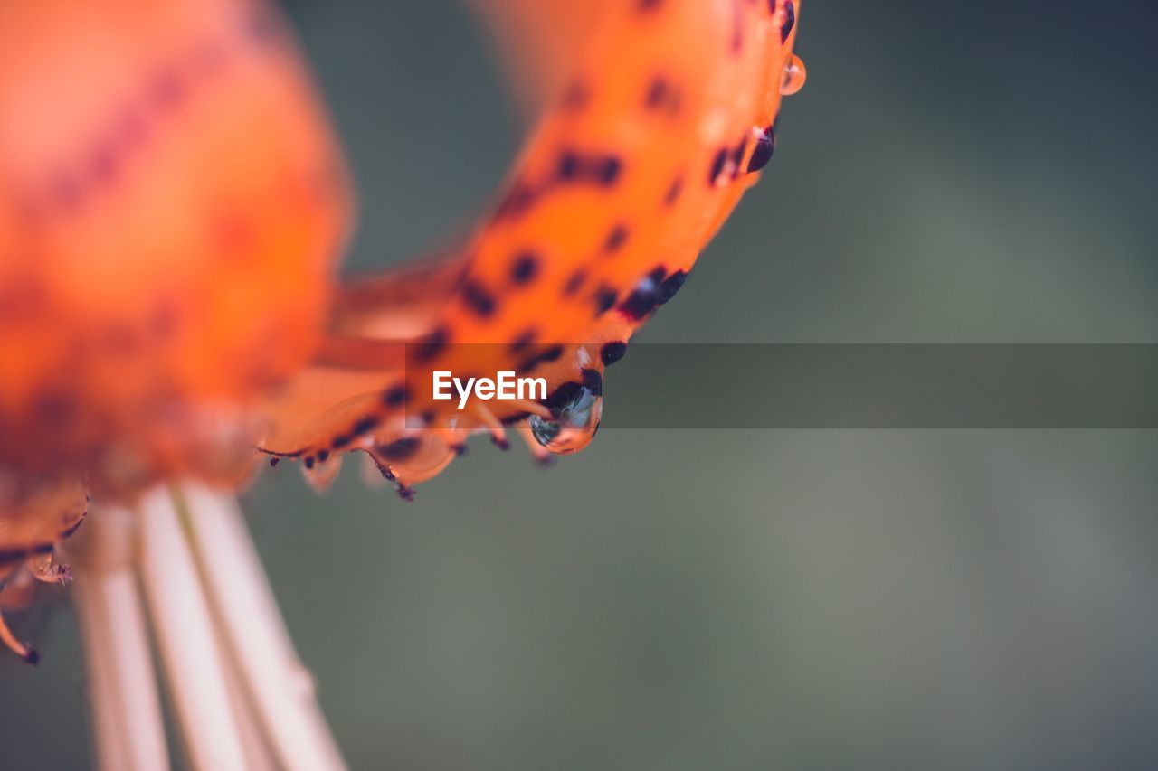 Tiger lily flower