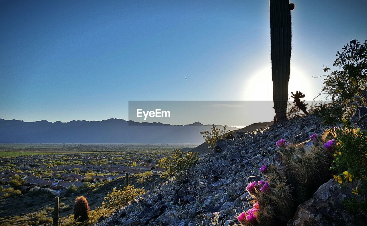 Scenic view of flowers against sky
