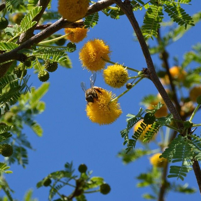 LOW ANGLE VIEW OF INSECT ON TREE