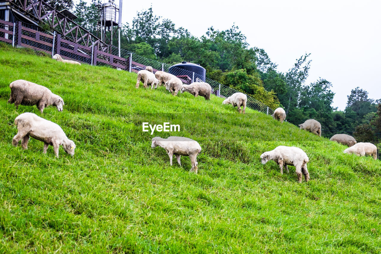 FLOCK OF SHEEP GRAZING IN FIELD