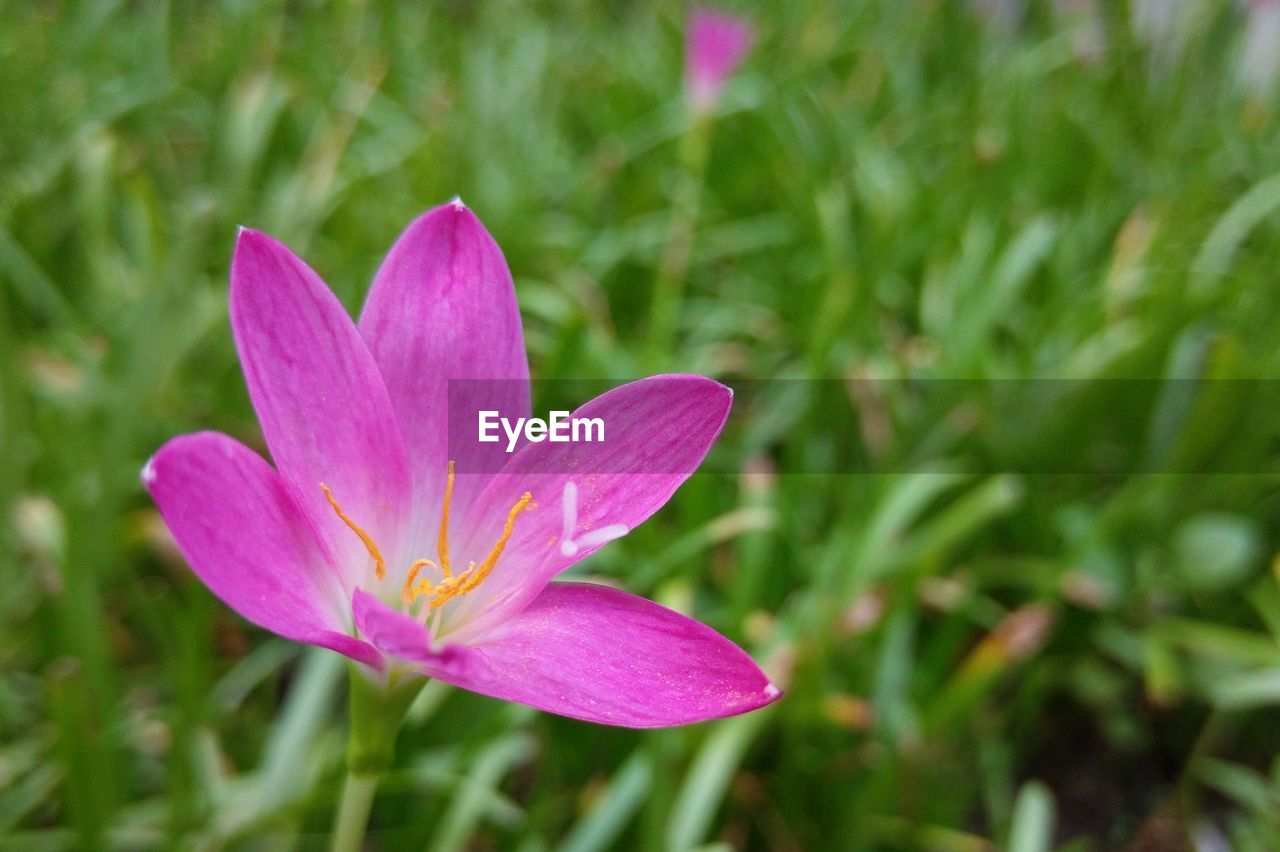 Close-up of pink crocus blooming outdoors