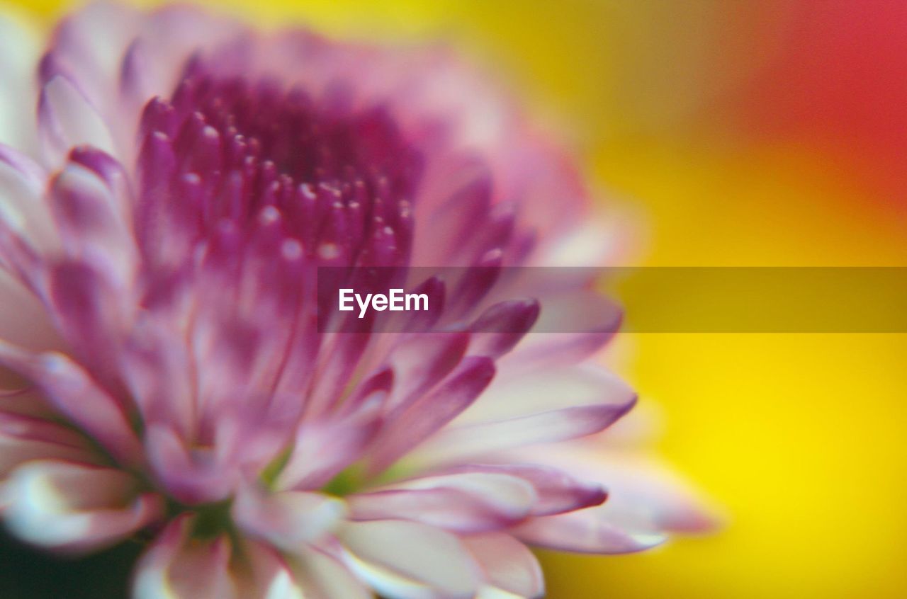 Close-up of flower growing outdoors