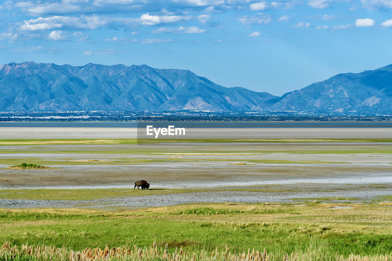 SCENIC VIEW OF GREEN LANDSCAPE