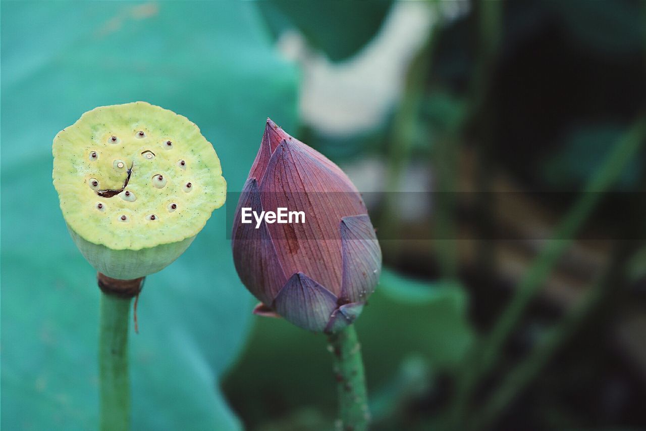 Close-up of lotus pod and bud