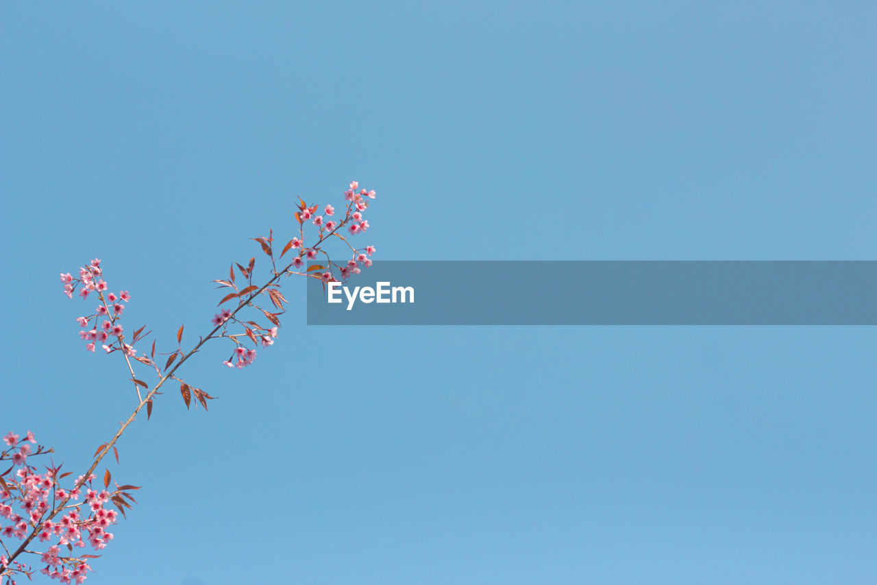 LOW ANGLE VIEW OF FLOWERING PLANTS AGAINST CLEAR BLUE SKY