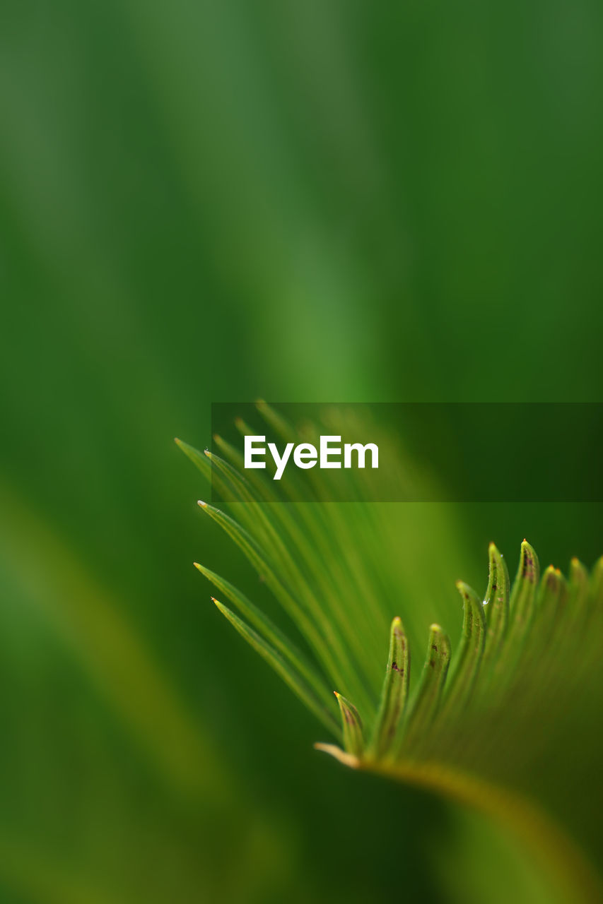 CLOSE-UP OF PINE CONE ON TREE