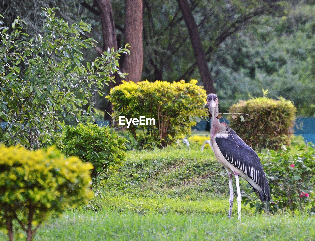 GRAY HERON PERCHING ON TREE BY PLANTS