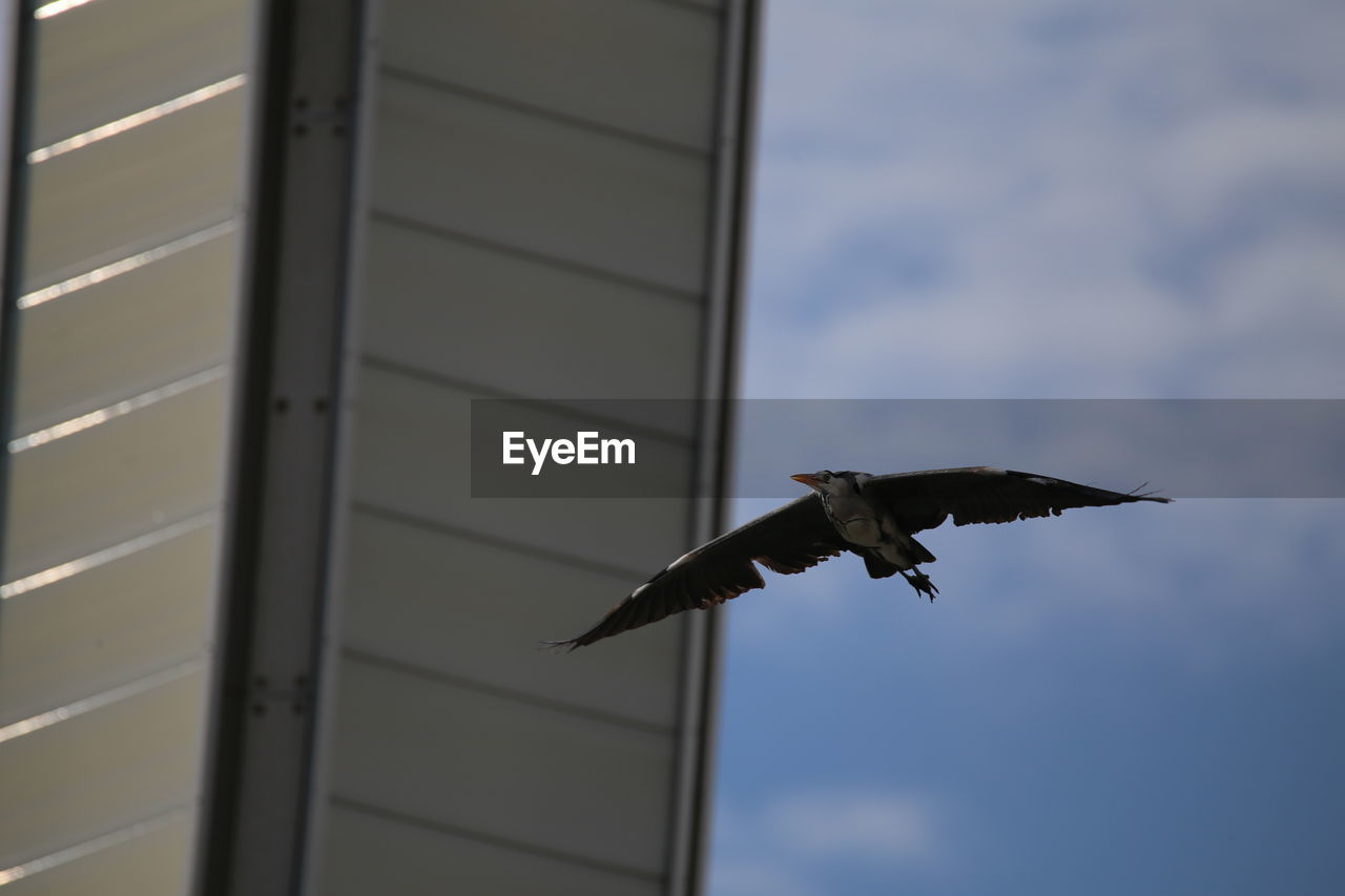 LOW ANGLE VIEW OF BIRD FLYING AGAINST THE SKY