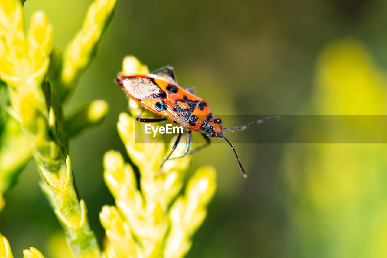 Close-up of red and black bug pollinating on flower