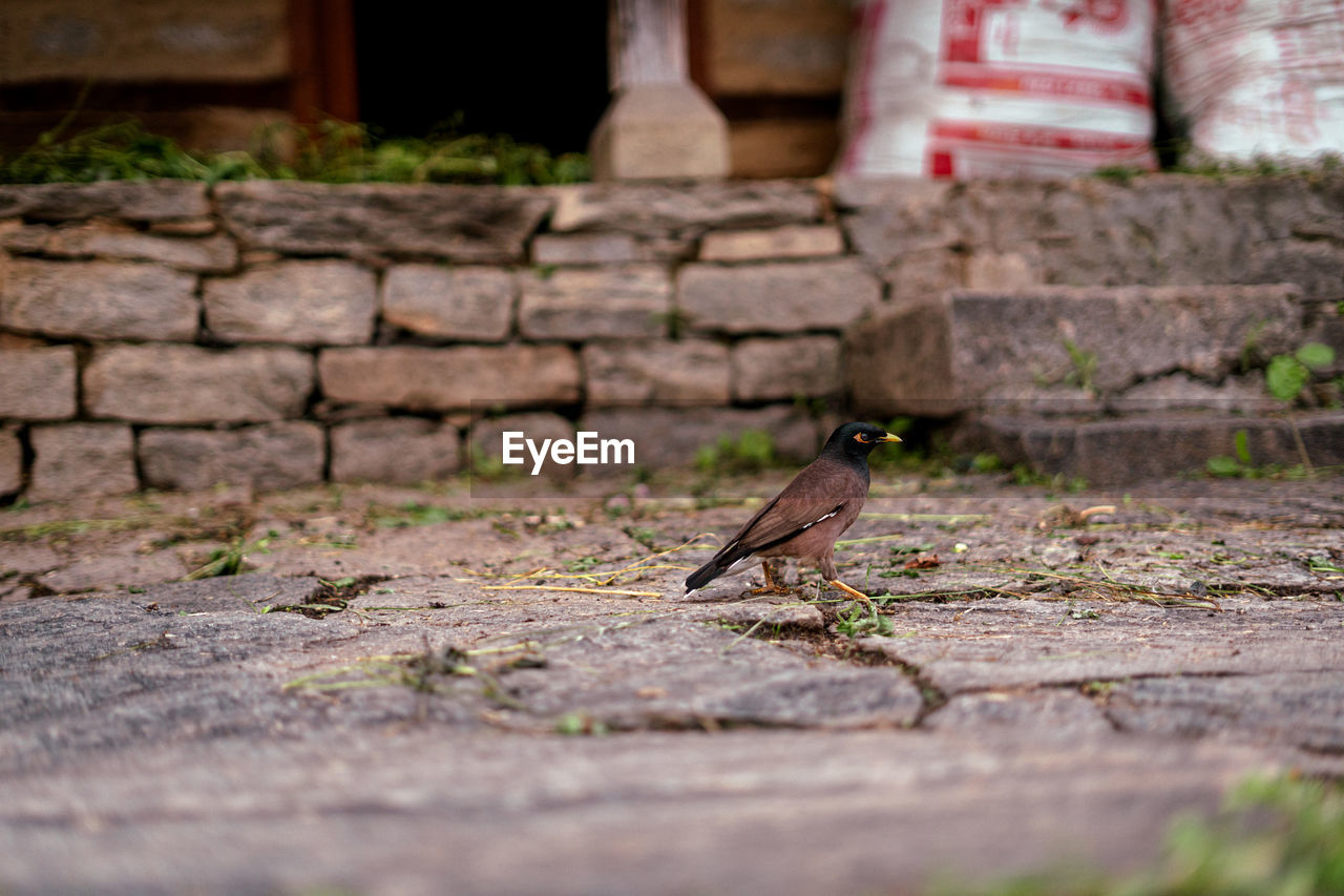 animal themes, animal, animal wildlife, one animal, bird, wildlife, nature, no people, selective focus, green, architecture, wall, day, outdoors, leaf, sparrow, built structure