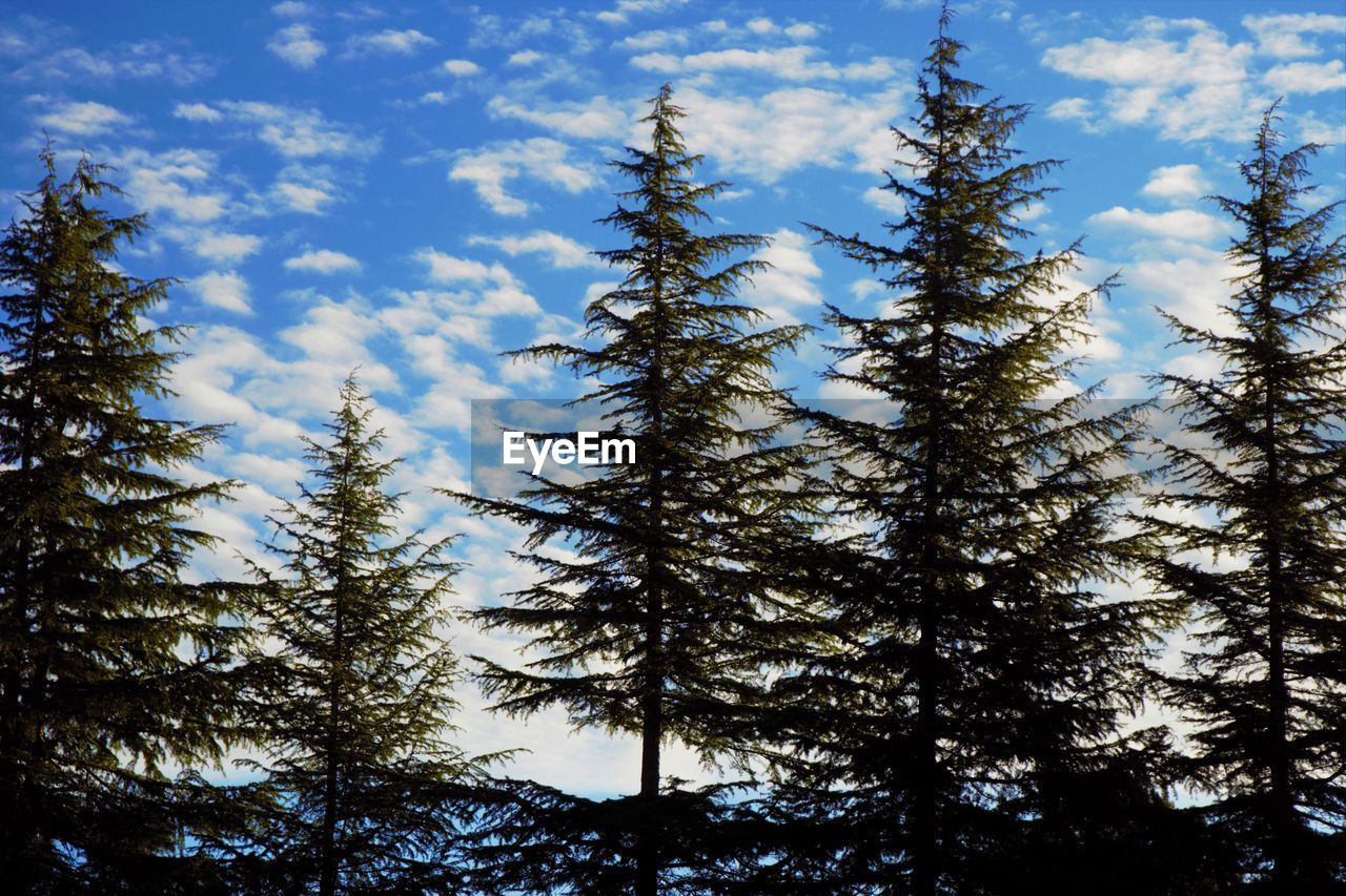 LOW ANGLE VIEW OF PINE TREES AGAINST SKY IN FOREST