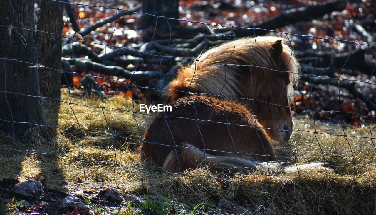 View of horse grazing on field