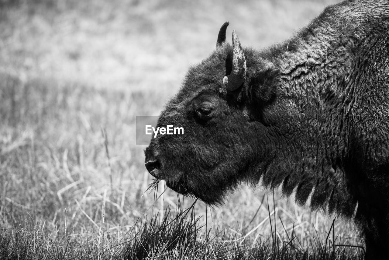 animal, animal themes, mammal, one animal, animal wildlife, black and white, wildlife, grass, monochrome photography, monochrome, no people, plant, nature, field, domestic animals, day, side view, black, cattle, land, bison, animal body part, livestock, outdoors, focus on foreground, american bison