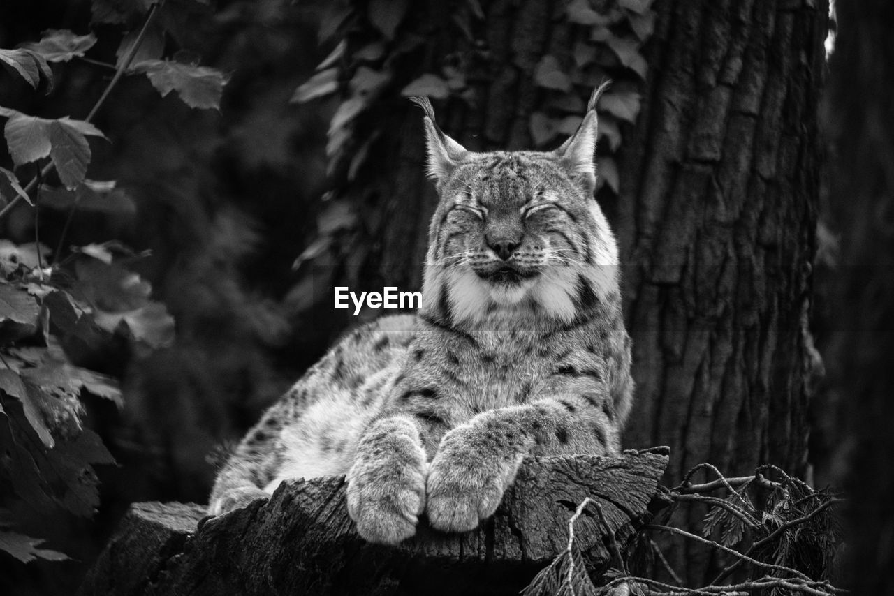 Close-up of lynx