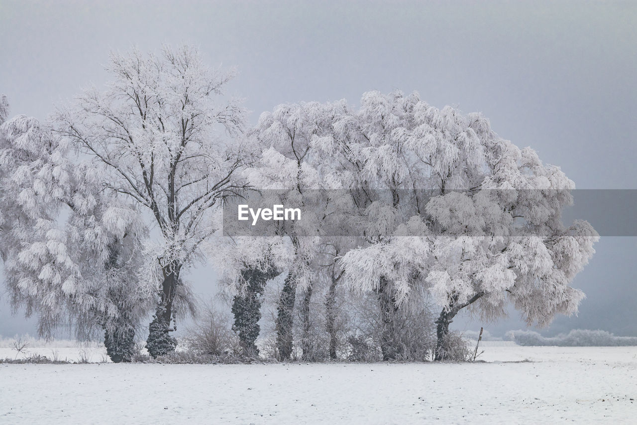 Picturesque winter landscape with trees covered with frost, ice and snow, germany