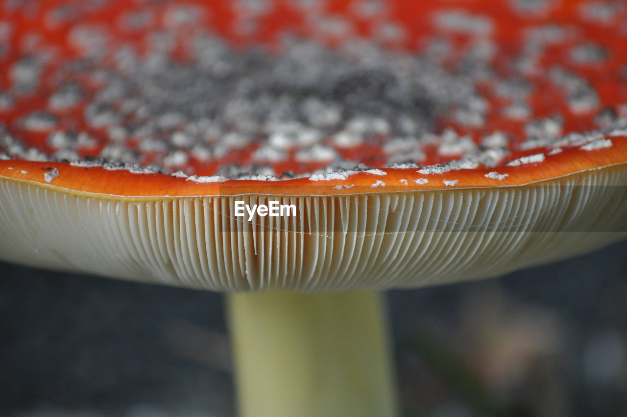 CLOSE-UP VIEW OF MUSHROOM