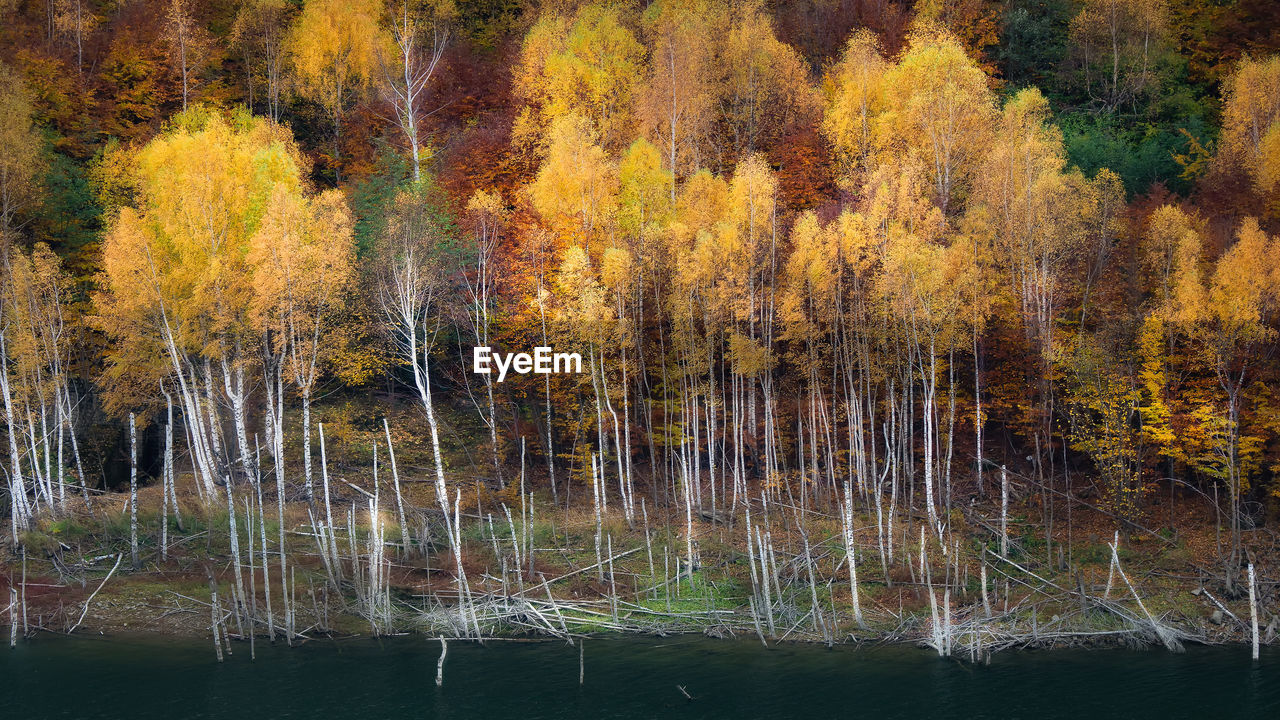 TREES GROWING IN FOREST DURING AUTUMN
