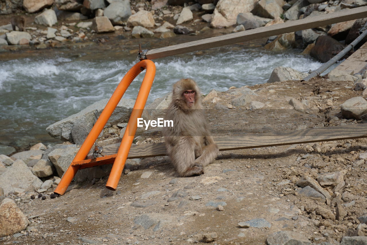 MONKEY SITTING ON ROCK