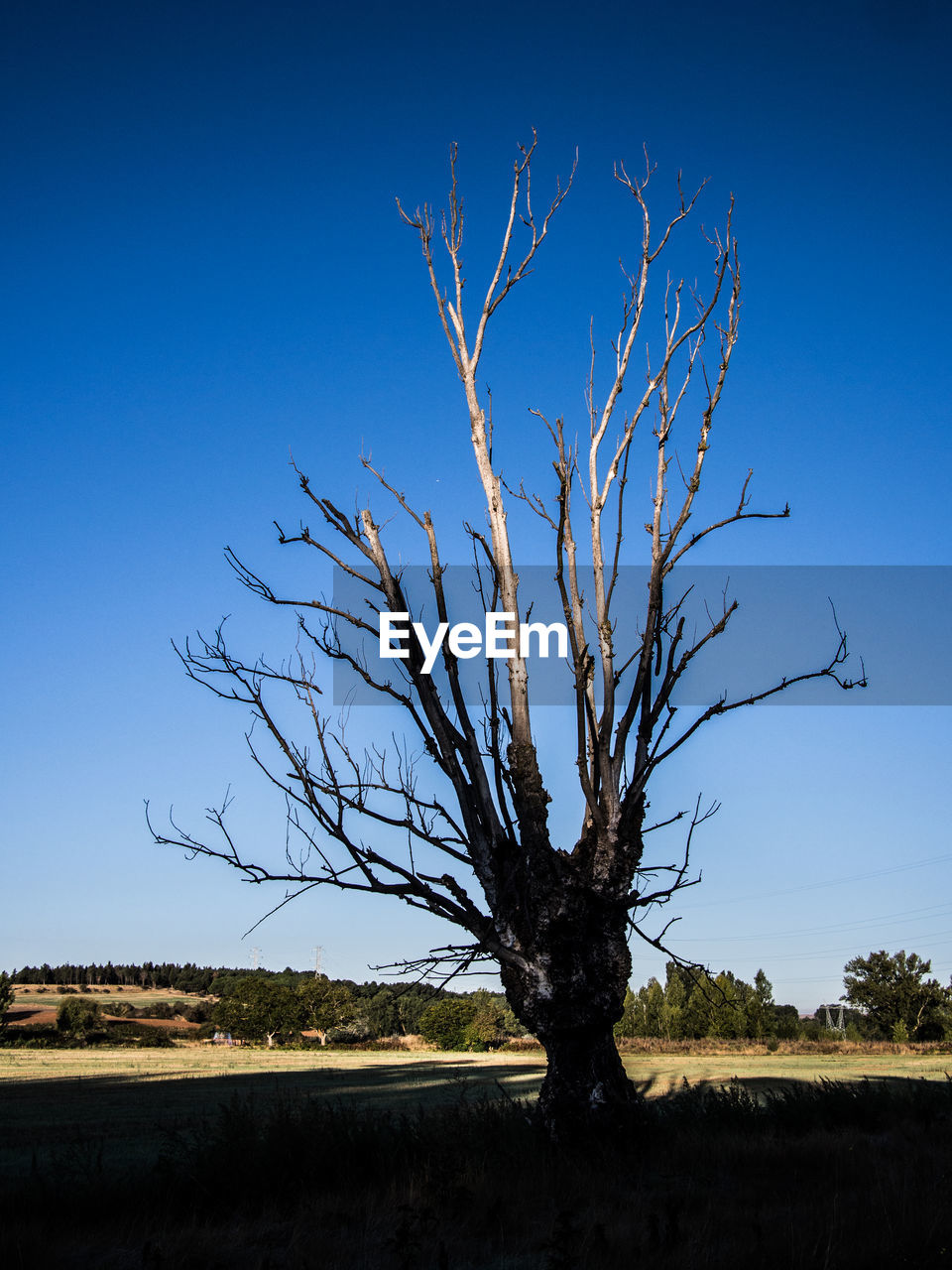 BARE TREE ON LANDSCAPE AGAINST CLEAR BLUE SKY