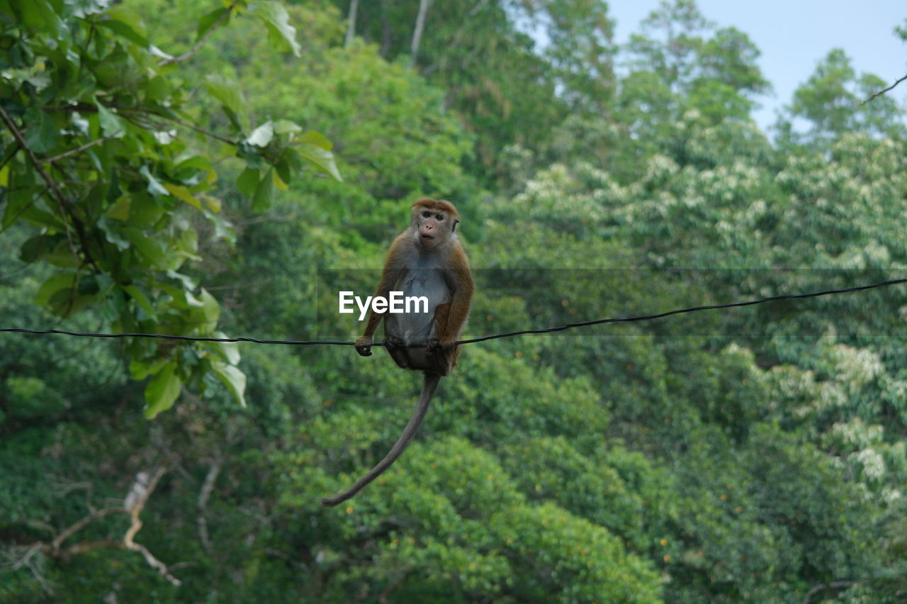 MONKEY SITTING ON TREE BRANCH