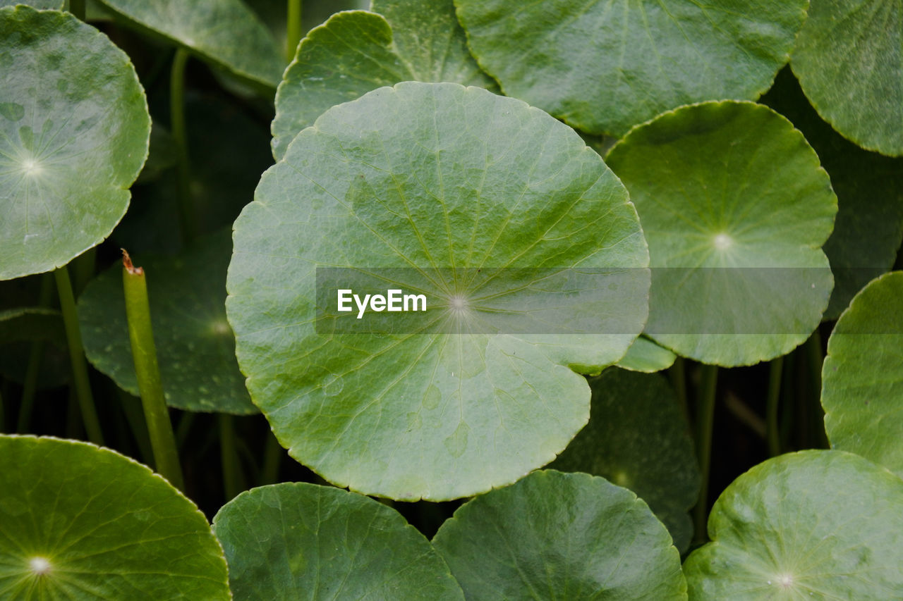 Full frame shot of leaves