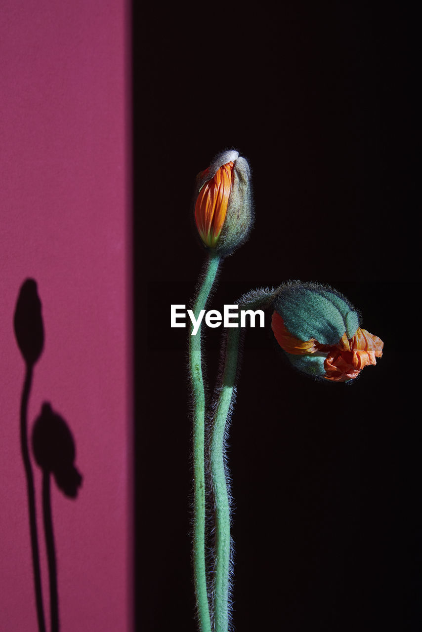 Poppy buds, studio shot