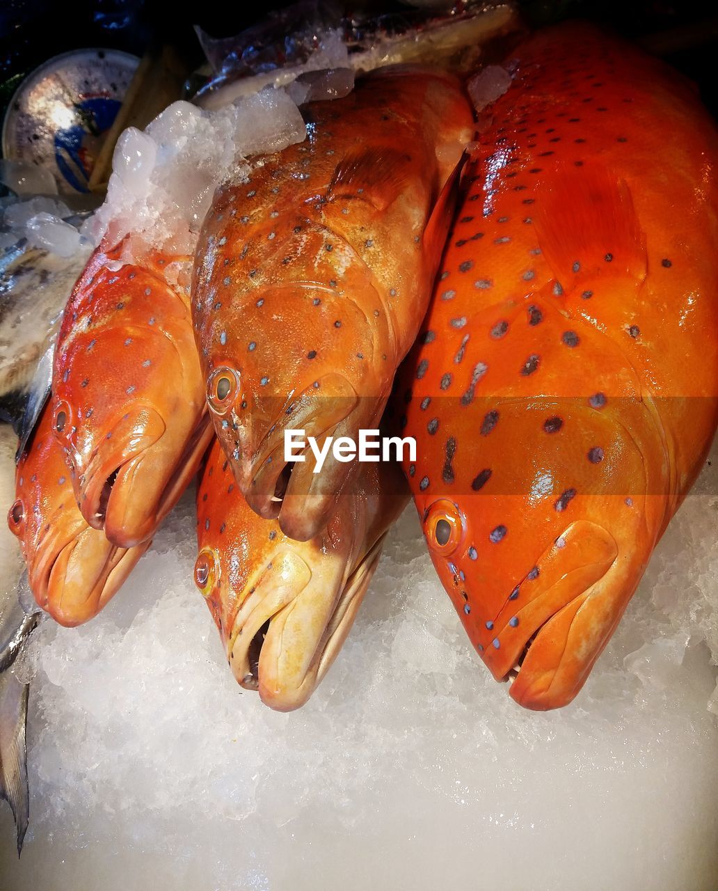 HIGH ANGLE VIEW OF FISH IN MARKET