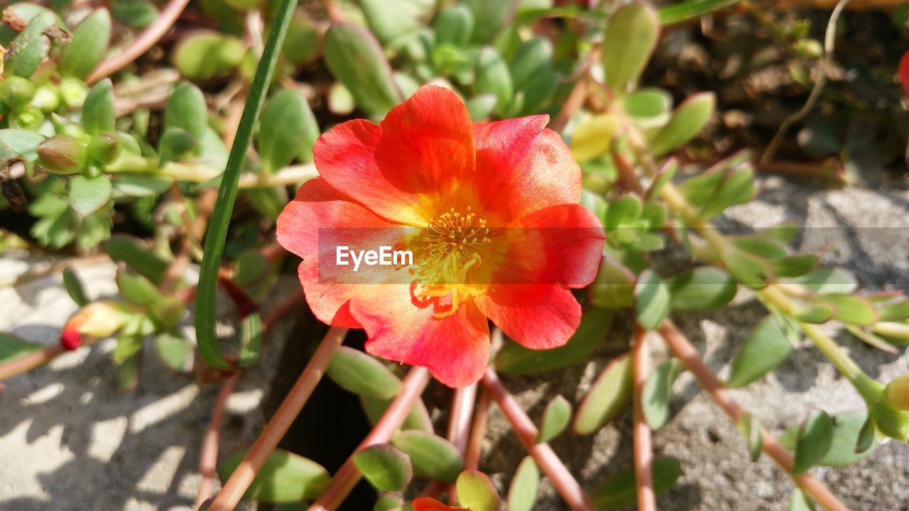 CLOSE-UP OF RED FLOWER