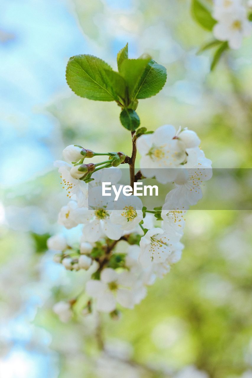 CLOSE-UP OF CHERRY BLOSSOM