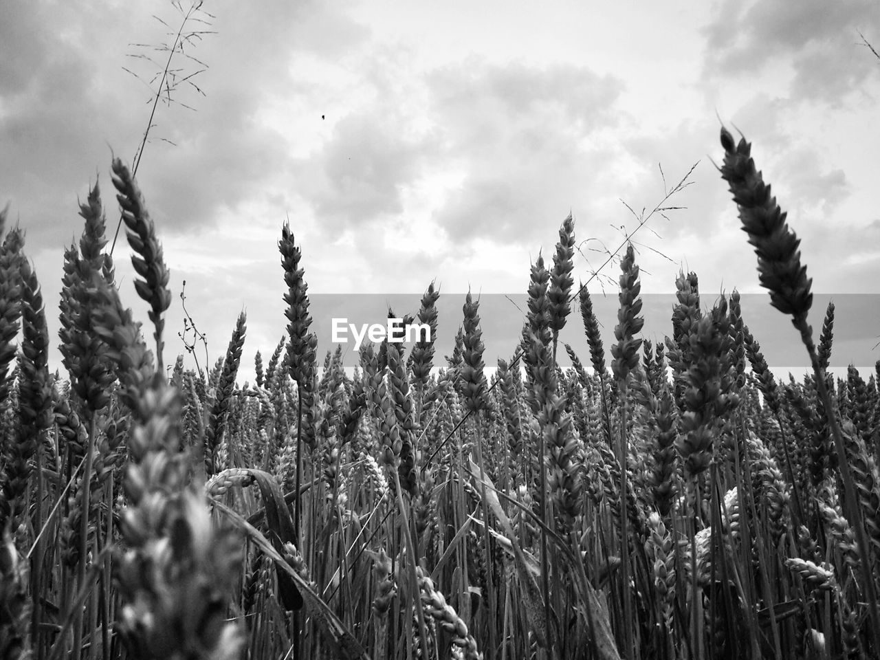 Crops growing on field against cloudy sky