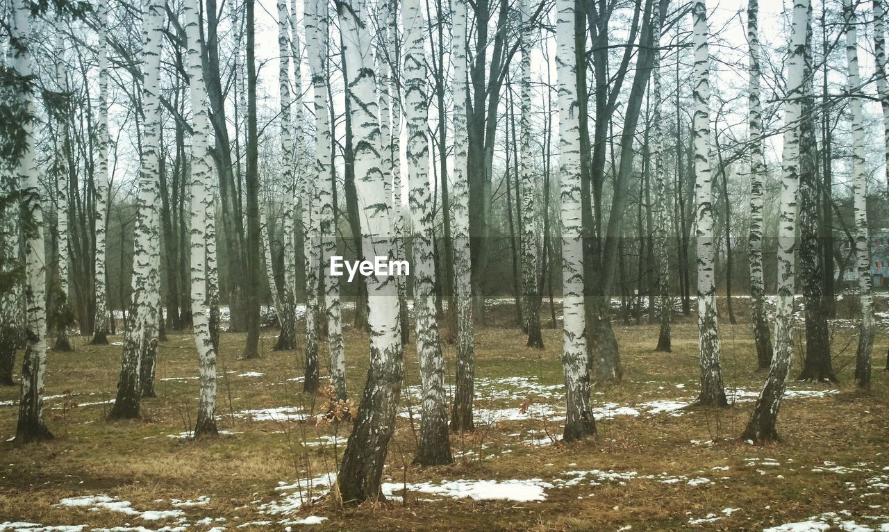 Trees in forest