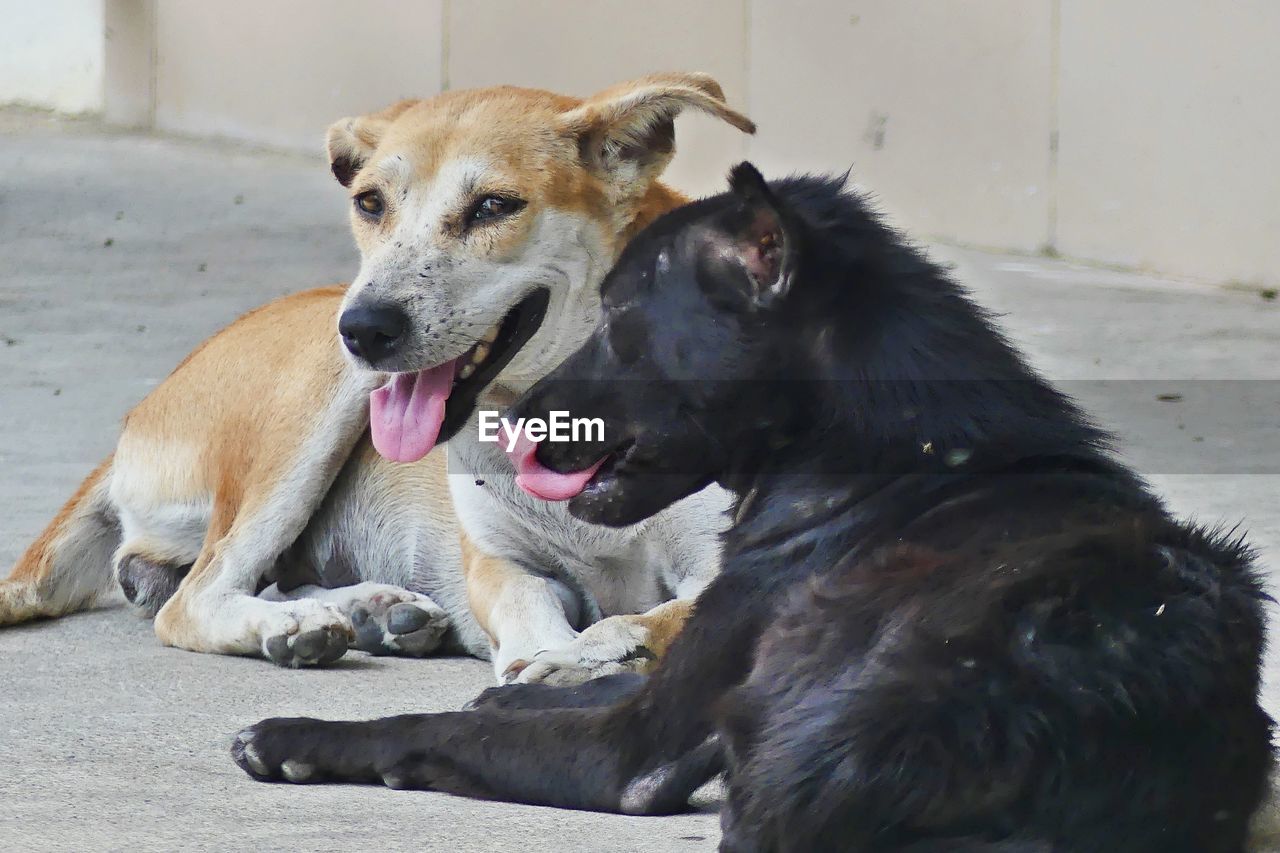 CLOSE-UP OF DOG WITH MOUTH OPEN