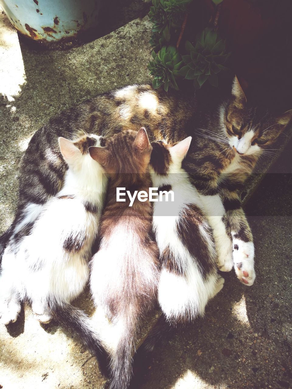 HIGH ANGLE VIEW OF CAT RESTING ON FLOOR